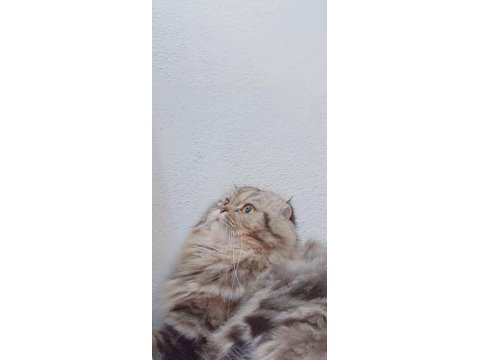 5 yaşında kısır scottish fold