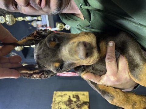 European pedigreli doberman yavrular