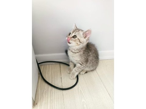 British shorthair 60 günlük
