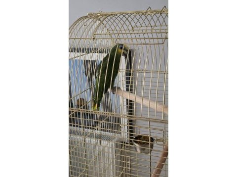 Çok uygun amazonica papağanı