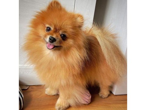 Safkan 10 aylık spitz