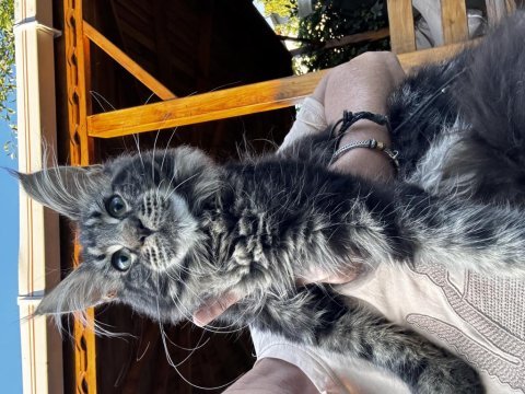 Kalitenin adresi big claw - maine coon