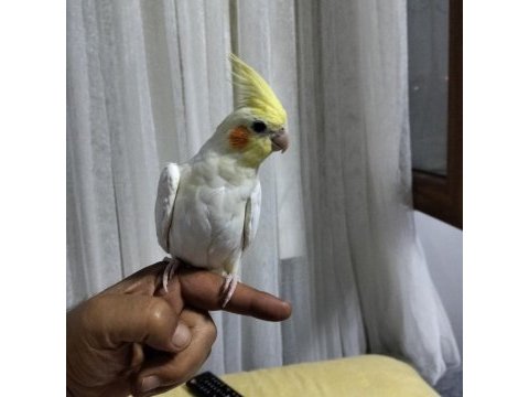 4 5 aylık sultan papağanlar ele alışık