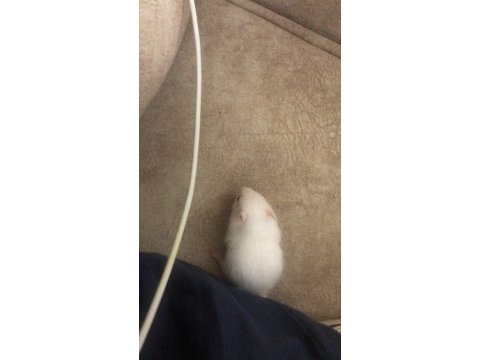 Yavru hamster hediye ediyorum sahip çıkacak birine