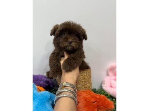 Kore maltipoo kg garantili yavrum tuvalet eğitimli
