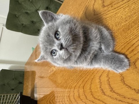 2 aylık british shorthair yavrular