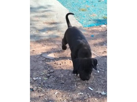 Şampiyon anne babanın cane corso yavruları