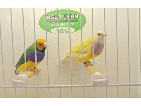 Şampiyonundan jumbo gouldian finch gökkuşağı ispinozu