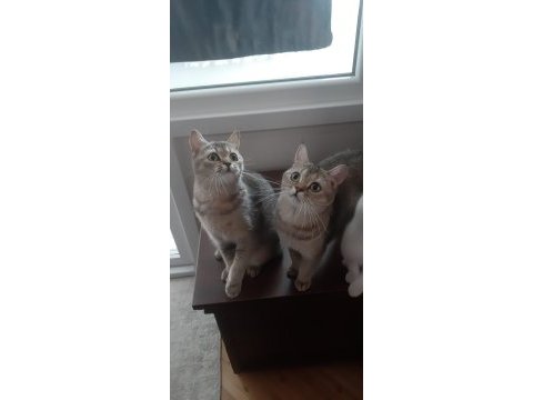 Black golden british shorthair prensesler
