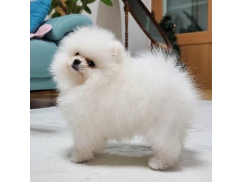 Pomeranian boo yavruları