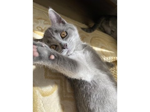 British shorthair iki buçuk aylık yavru