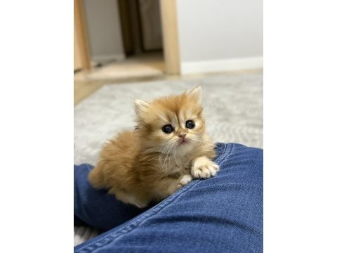 2 aylık yavrularımız golden british longhair