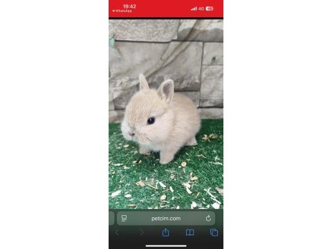 Safkan cüce tavşan yavruları kapıya gönderim var