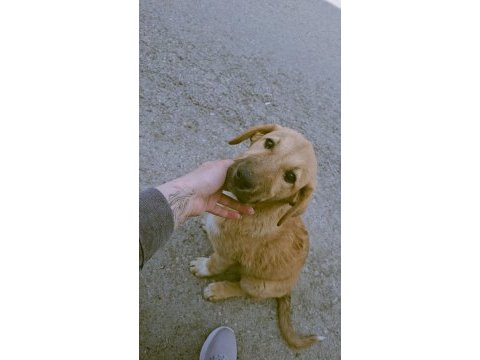 Yavru 5-6 aylık köpeğimiz