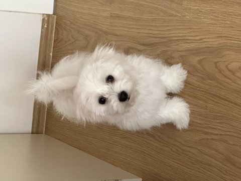 Maltese 4 aylık