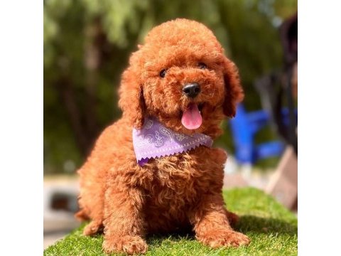 Sevimli toy poodle yavrularımız