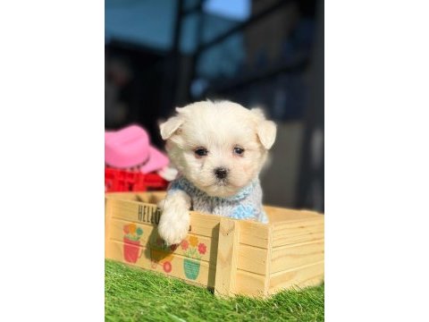 Minik maltese terrier köpekler