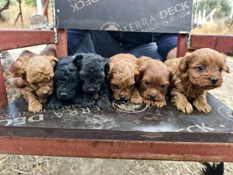 Teacup bebeklerimiz ırk ve sağlık garantili