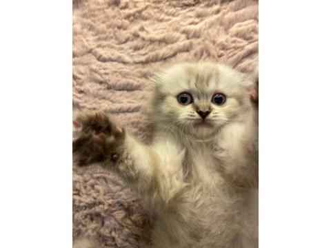 Scottish fold pamuğumuz yeni yuvasını arıyor!