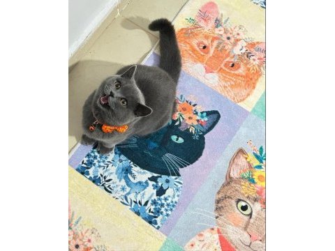 1 yaşında british shorthair