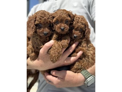 Petmode den toy poodle yavrular ziyarete açık