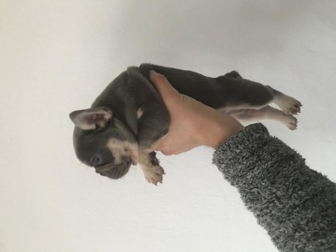 French bulldog yavrularımız yeni evleri için müsait