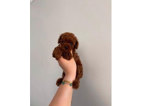 Kore toy poodle teacup