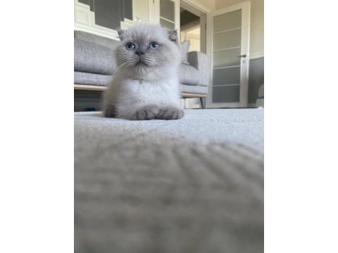 Scottish fold (kahve) ve scottish fold blue point (lokum)