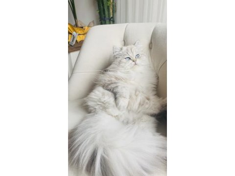 British longhair 1 yaşında
