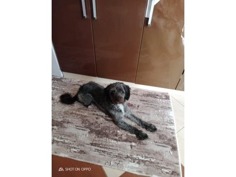 Taşındığımız için köpeğimi sahiplendiriyorum