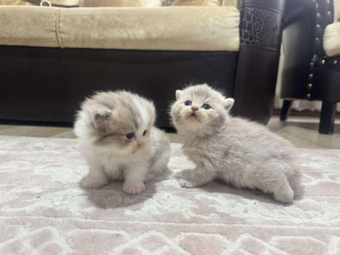 British shorthair yavrular