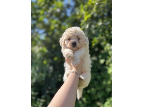 Erkek dişi mevcut köpekler