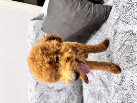 Toy poodle 8,5 aylık