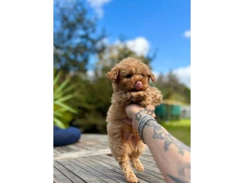 Mini maltipoo yavrularımız