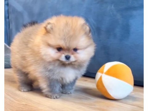 Pomeranian yavrular