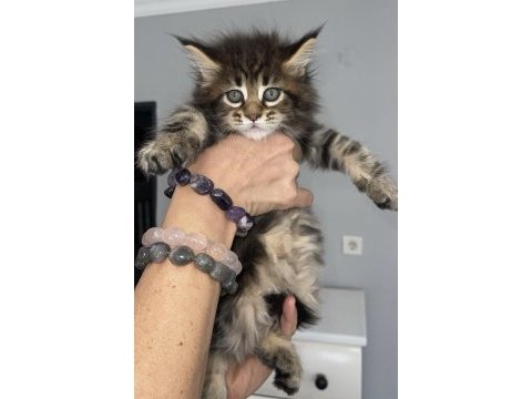 Maine coon kediler a kalite