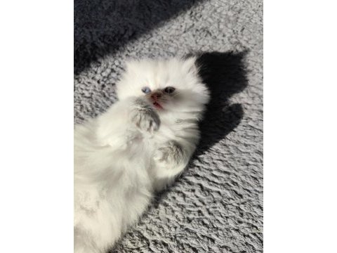 Kedimiz safkan prensese yuva arıyorum