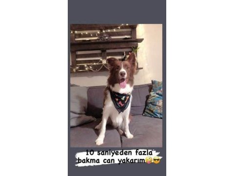 Kahve beyaz fcı kıf şecereli 6 aylık erkek mikroçipli collie