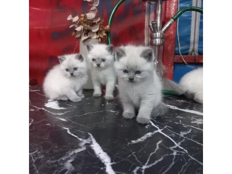 British blue point a kalite bebekler