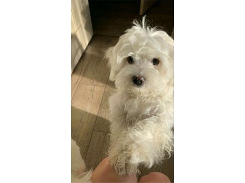 0 boy maltese bebek safkan uyguna sahiplendirilecektir