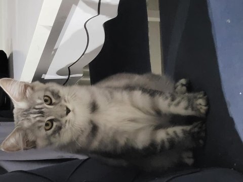 5 aylık yavru maine coon