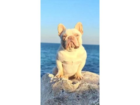 Üst düzey exotic french bulldog 4 aylık erkek