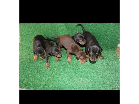 22 ekim doğumlu doberman yavrularımız