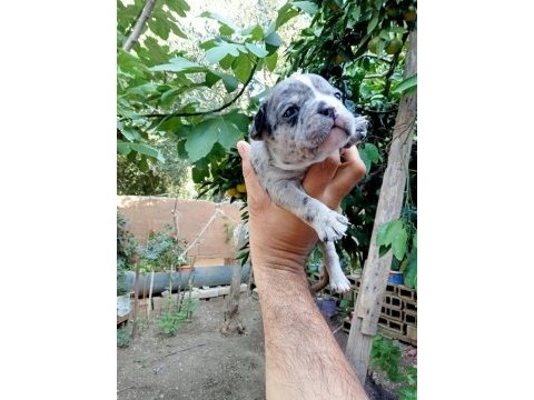 Kaliteli french bulldog