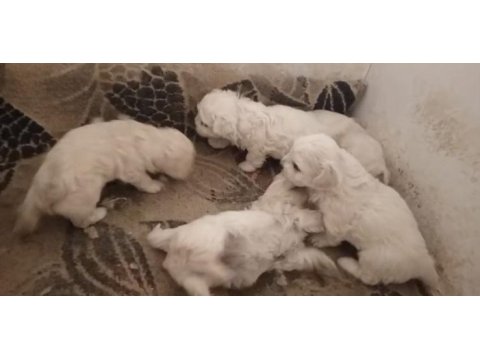 Terrier maltese yavrular ırk sağlık garantili