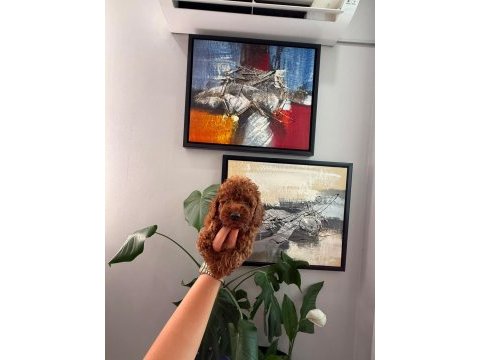 Sağlık ve ırk garantili red brown poodle