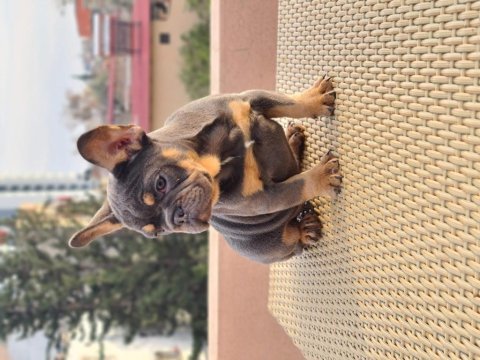 French bulldog yavrularımız
