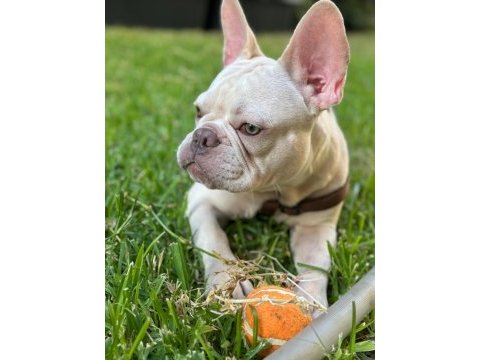 Şehir değişikliği nedeniyle sahiplendirilecek french bulldog