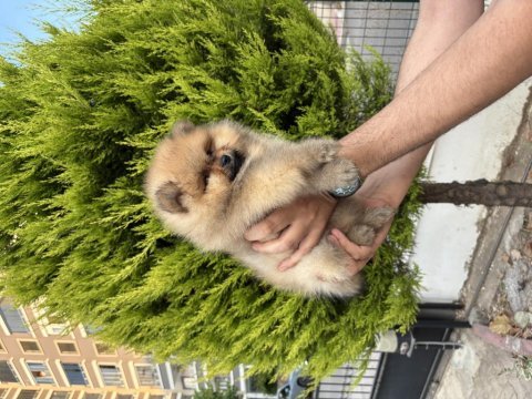 Minik ayıcık erkek pomeranian bebeklerimiz