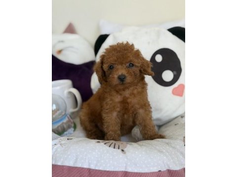 Kore poodle